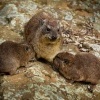 Daman skalni - Procavia capensis - Rock Hyrax o0598